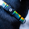 AllTrails × Wolfgang Dog Collar Pet Wolfgang