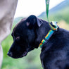 AllTrails × Wolfgang Dog Collar Pet Collars & Harnesses Wolfgang   